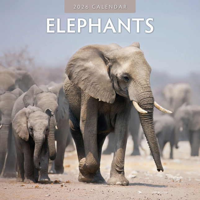 Elephants 2026 Premium Square Wall Calendar