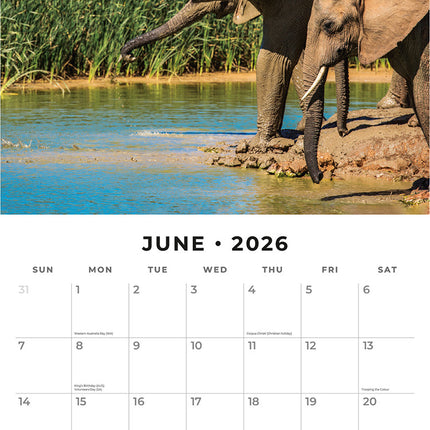 Elephants 2026 Premium Square Wall Calendar
