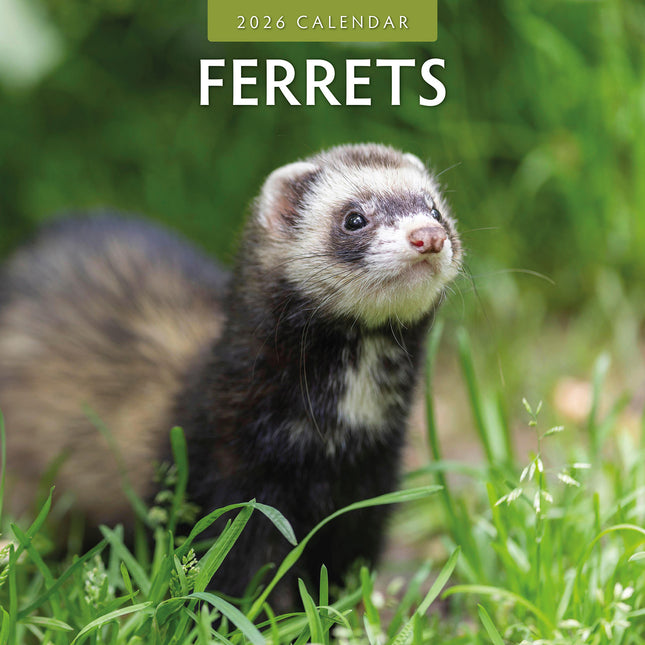 Ferrets 2026 Premium Square Wall Calendar