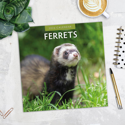 Ferrets 2026 Premium Square Wall Calendar