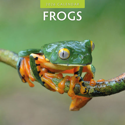 Frogs 2026 Premium Square Wall Calendar