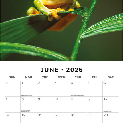 Frogs 2026 Premium Square Wall Calendar