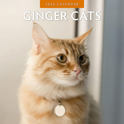 Ginger Cats 2026 Premium Square Wall Calendar