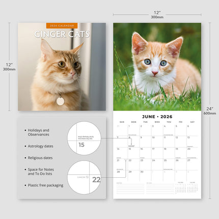 Ginger Cats 2026 Premium Square Wall Calendar
