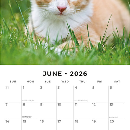 Ginger Cats 2026 Premium Square Wall Calendar