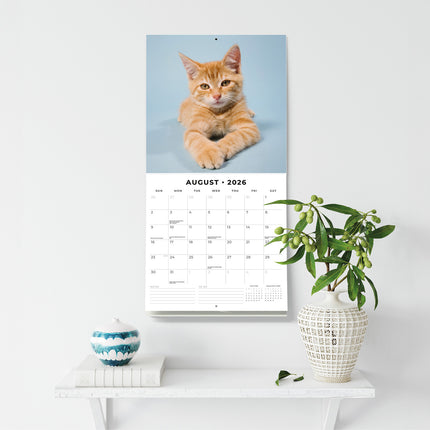 Ginger Cats 2026 Premium Square Wall Calendar