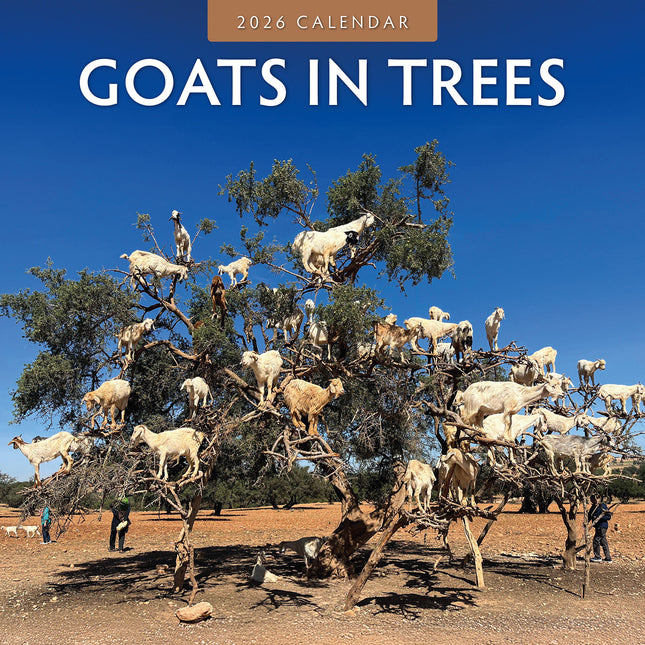 Goats In Trees 2026 Premium Square Wall Calendar