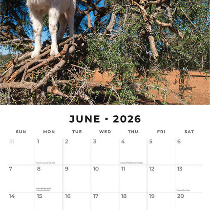 Goats In Trees 2026 Premium Square Wall Calendar