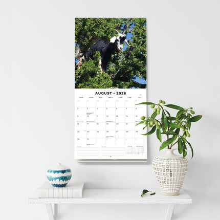 Goats In Trees 2026 Premium Square Wall Calendar