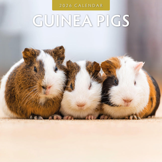 Guinea Pigs 2026 Premium Square Wall Calendar