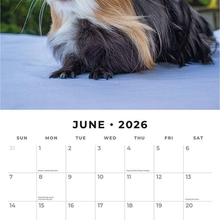 Guinea Pigs 2026 Premium Square Wall Calendar