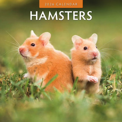 Hamsters 2026 Premium Square Wall Calendar