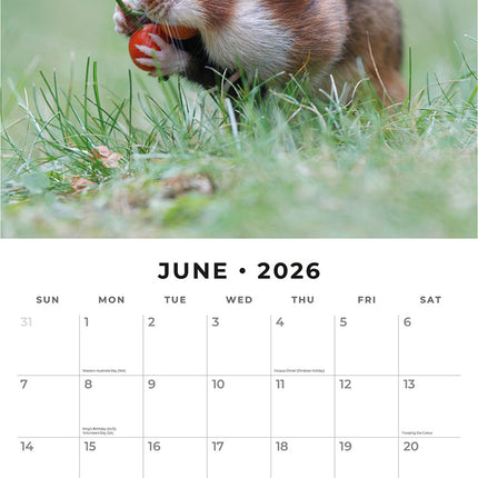 Hamsters 2026 Premium Square Wall Calendar