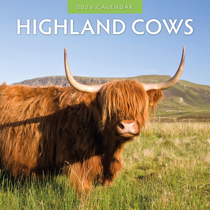 Highland Cows 2026 Premium Square Wall Calendar