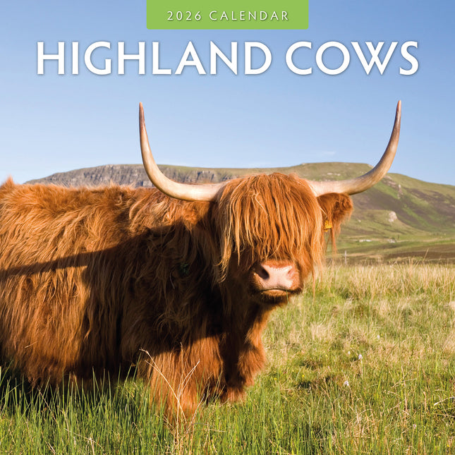 Highland Cows 2026 Premium Square Wall Calendar