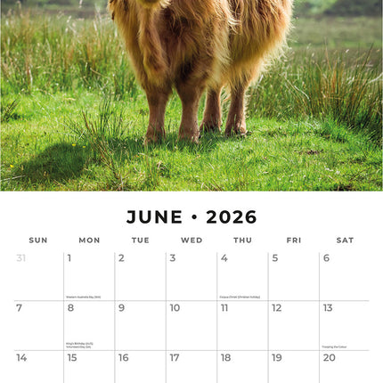 Highland Cows 2026 Premium Square Wall Calendar