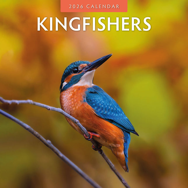 Kingfishers 2026 Premium Square Wall Calendar