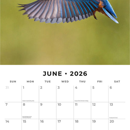 Kingfishers 2026 Premium Square Wall Calendar
