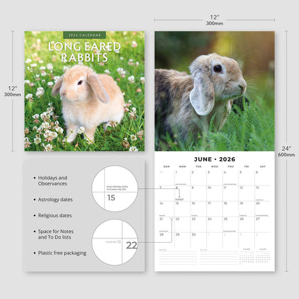 Long Eared Rabbits 2026 Premium Square Wall Calendar