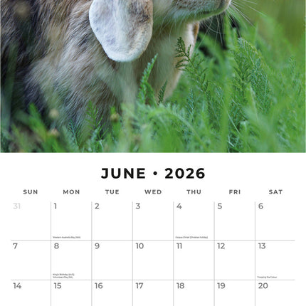 Long Eared Rabbits 2026 Premium Square Wall Calendar