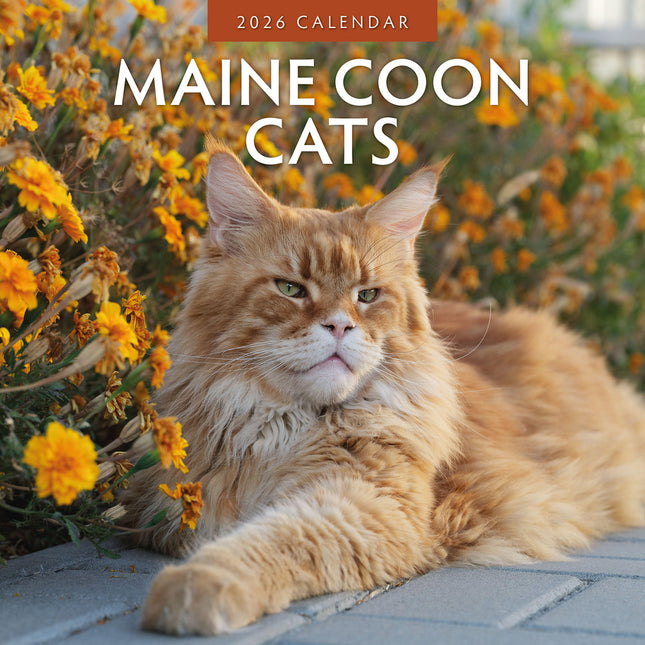 Maine Coon Cats 2026 Premium Square Wall Calendar