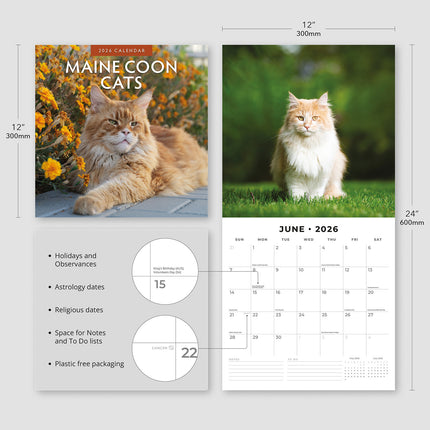 Maine Coon Cats 2026 Premium Square Wall Calendar