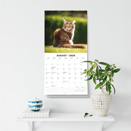 Maine Coon Cats 2026 Premium Square Wall Calendar