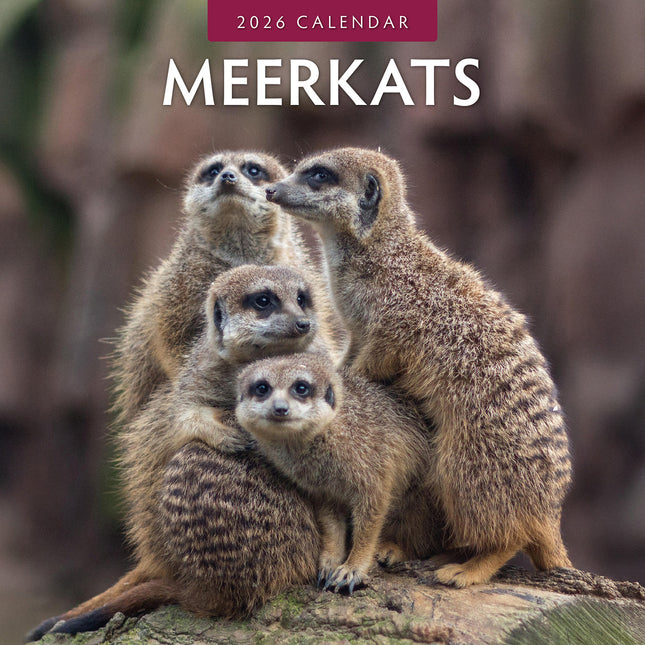 Meerkats 2026 Premium Square Wall Calendar