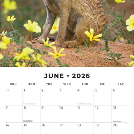 Meerkats 2026 Premium Square Wall Calendar