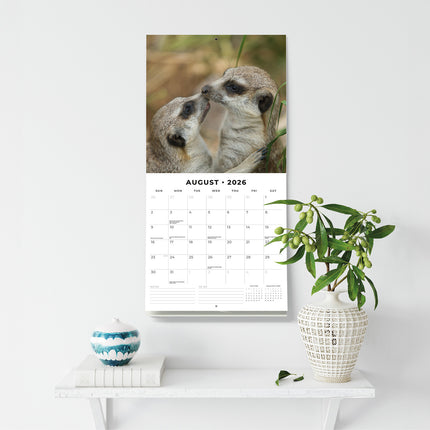 Meerkats 2026 Premium Square Wall Calendar