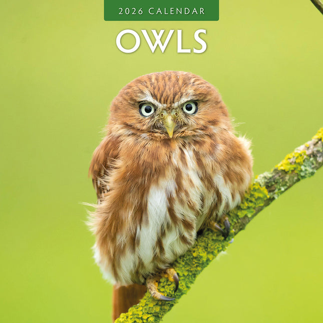 Owls 2026 Premium Square Wall Calendar