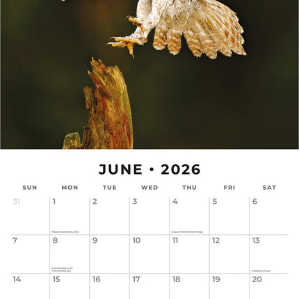 Owls 2026 Premium Square Wall Calendar