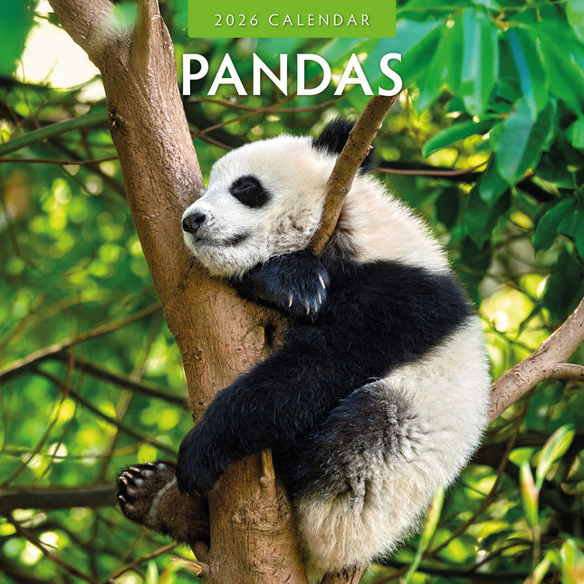 Pandas 2026 Premium Square Wall Calendar