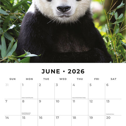 Pandas 2026 Premium Square Wall Calendar