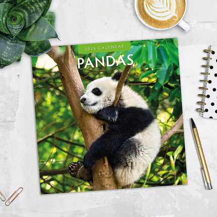 Pandas 2026 Premium Square Wall Calendar