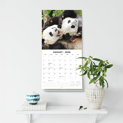 Pandas 2026 Premium Square Wall Calendar