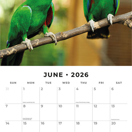 Parrots 2026 Premium Square Wall Calendar