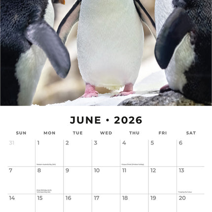 Penguins 2026 Premium Square Wall Calendar