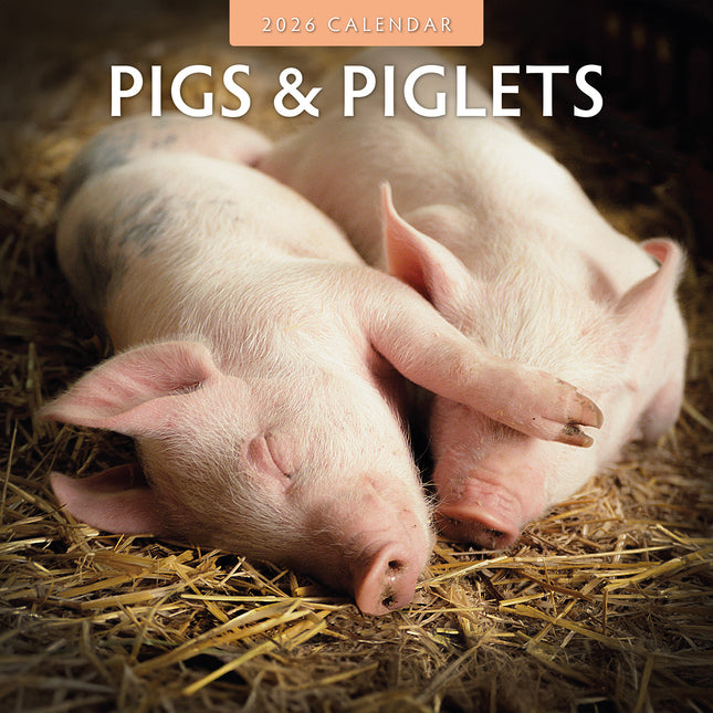 Pigs And Piglets 2026 Premium Square Wall Calendar