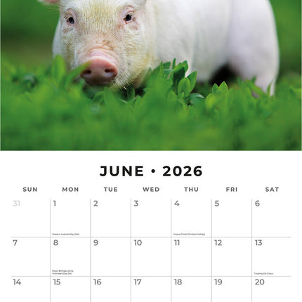 Pigs And Piglets 2026 Premium Square Wall Calendar