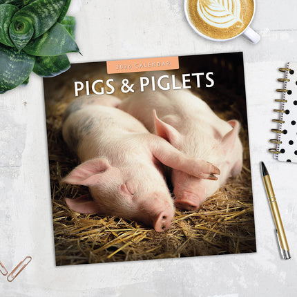 Pigs And Piglets 2026 Premium Square Wall Calendar