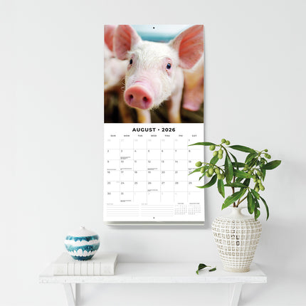 Pigs And Piglets 2026 Premium Square Wall Calendar