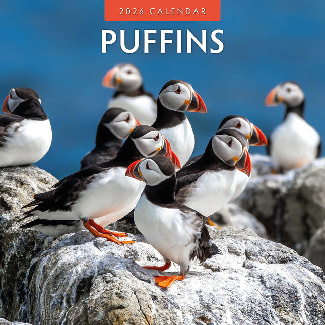 Puffins 2026 Premium Square Wall Calendar