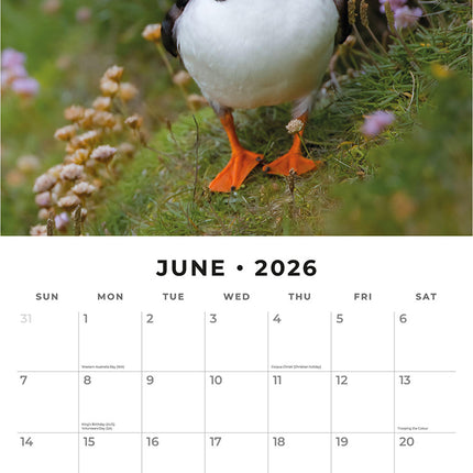 Puffins 2026 Premium Square Wall Calendar