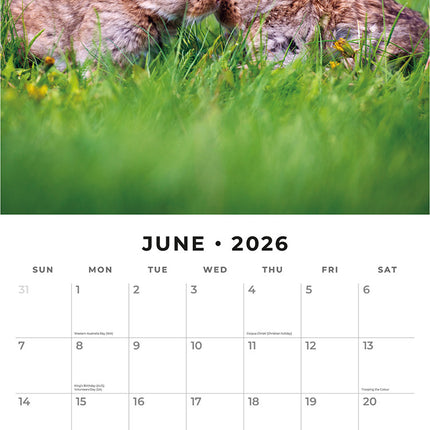 Rabbits 2026 Premium Square Wall Calendar