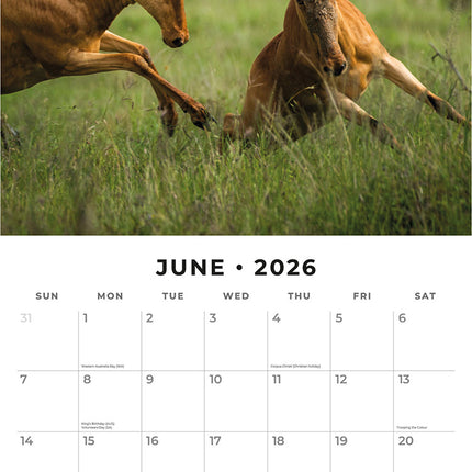 Safari 2026 Premium Square Wall Calendar
