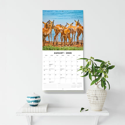 Safari 2026 Premium Square Wall Calendar