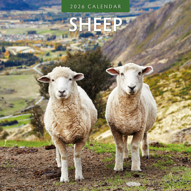 Sheep 2026 Premium Square Wall Calendar