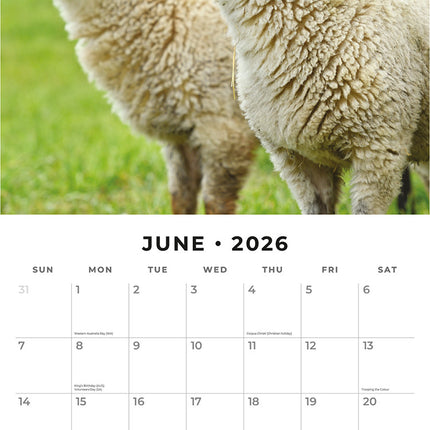 Sheep 2026 Premium Square Wall Calendar