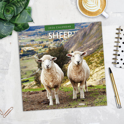 Sheep 2026 Premium Square Wall Calendar